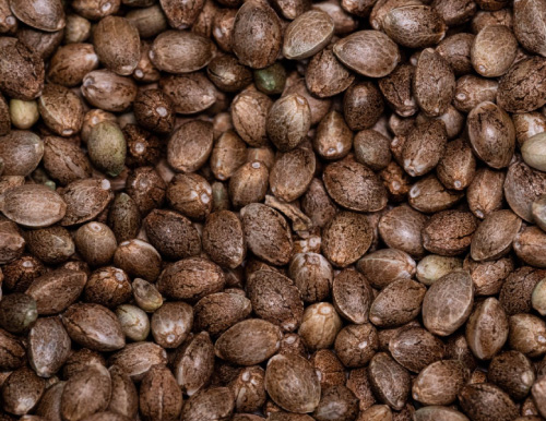 License to use seeds for sowing