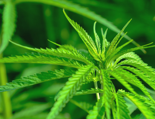 License for psychoactive and non-psychoactive cultivation